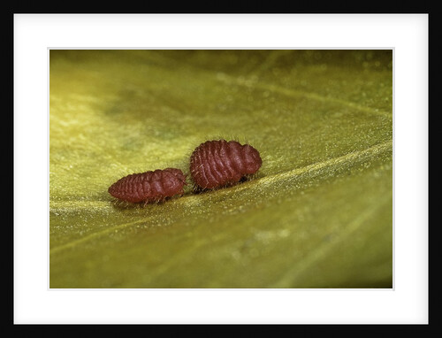 Porphyrophora sophorae (scale insect) - male larvae by Anonymous
