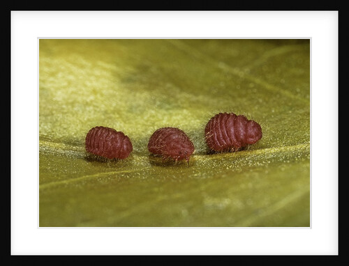 Porphyrophora sophorae (scale insect) - male larvae by Anonymous