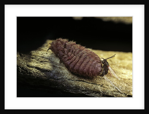 Porphyrophora polonica (polish cochineal, polish carmine scale) - mating by Anonymous