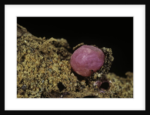 Porphyrophora violaceae (scale insect) - cyst by Anonymous