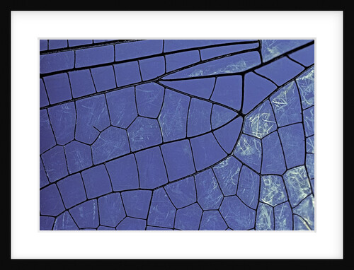 dragonfly wing - detail by Anonymous