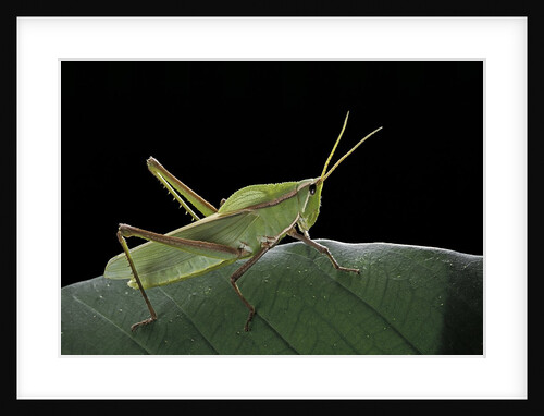 Prionolopha serrata (serrate lubber grasshopper) by Anonymous