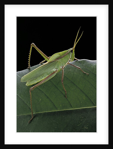 Prionolopha serrata (serrate lubber grasshopper) by Anonymous