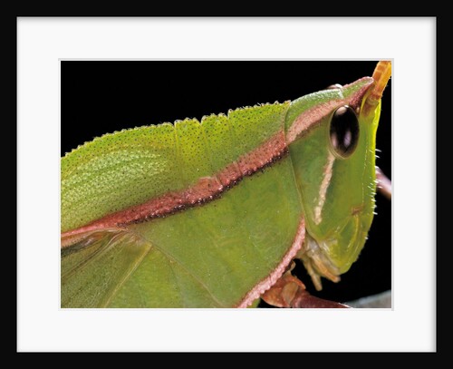 Prionolopha serrata (serrate lubber grasshopper)- portrait by Anonymous
