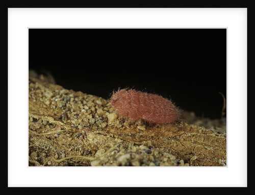 Porphyrophora violaceae (scale insect) - male larva by Anonymous