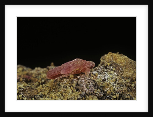 Porphyrophora violaceae (scale insect) - male pupa by Anonymous
