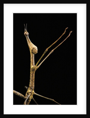 Proscopia luceomaculata (stick grasshopper) by Anonymous