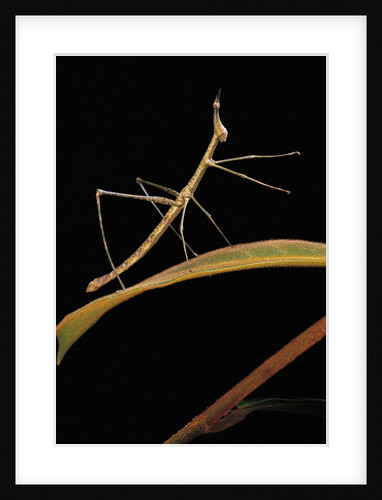 Proscopia luceomaculata (stick grasshopper) by Anonymous