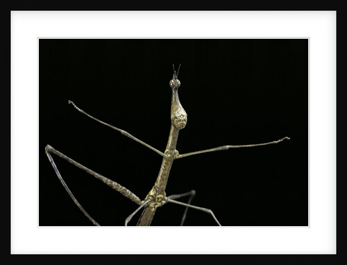 Proscopia luceomaculata (stick grasshopper) by Anonymous