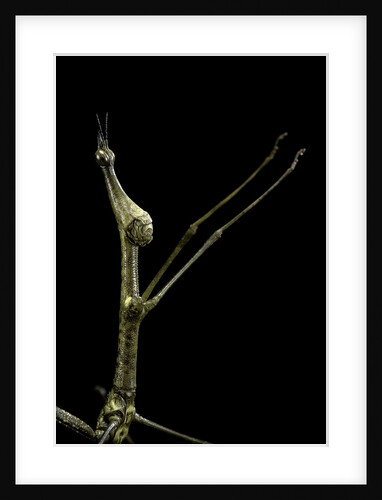 Proscopia luceomaculata (stick grasshopper) by Anonymous