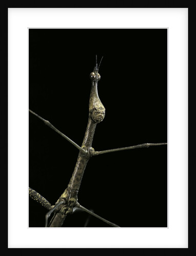Proscopia luceomaculata (stick grasshopper) by Anonymous