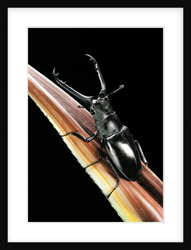 Prosopocoilus giraffa (giraffe stag-beetle) - male by Anonymous