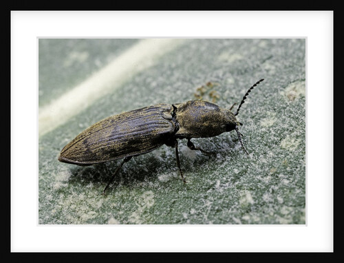Prosternon tessellatum (click beetle) by Anonymous