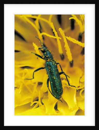 Psilothrix viridicoerulea (soft-winged flower beetle) by Anonymous