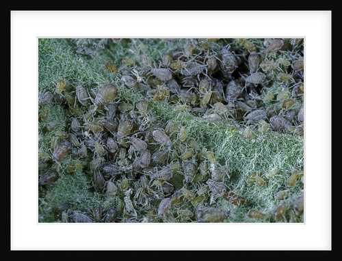 Aphids on apple leaf by Anonymous