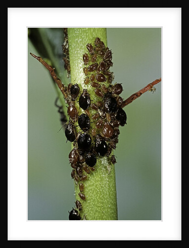 Aphids colony by Anonymous