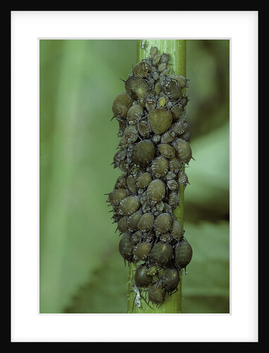 Aphids colony by Anonymous