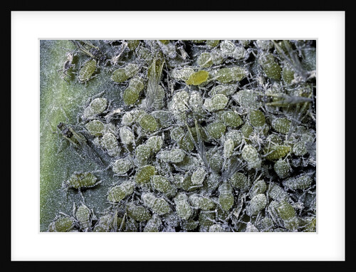 Aphids on cabbage leaf by Anonymous