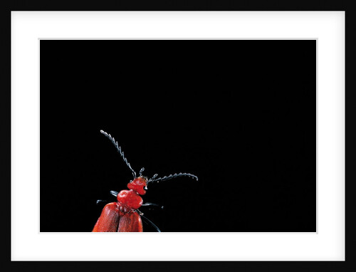 Pyrochroa coccinea (cardinal beetle) by Anonymous