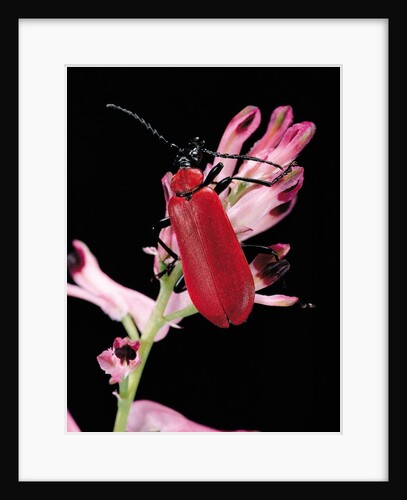 Pyrochroa serraticornis (scarlet lily beetle) by Anonymous