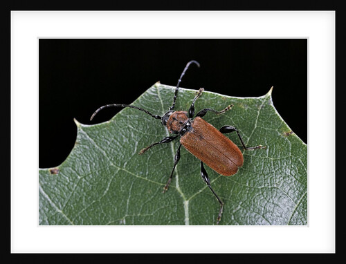 Pyrrhidium sanguineum (longhorn beetle) by Anonymous