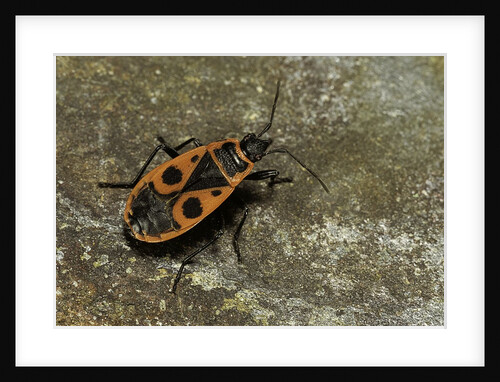 Pyrrhocoris apterus (firebug) by Anonymous