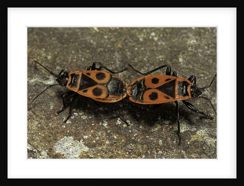 Pyrrhocoris apterus (firebug) mating by Anonymous