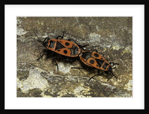 Pyrrhocoris apterus (firebug) mating by Anonymous