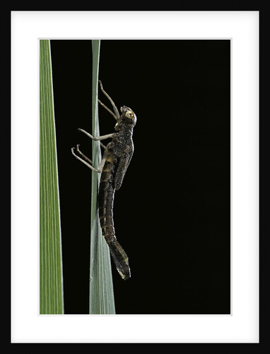 Pyrrhosoma nymphula (large red damselfly) - emerging by Anonymous