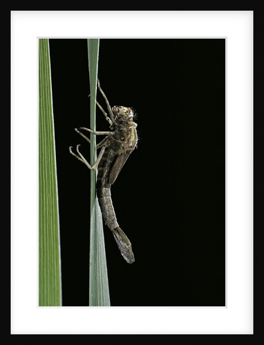 Pyrrhosoma nymphula (large red damselfly) - emerging by Anonymous