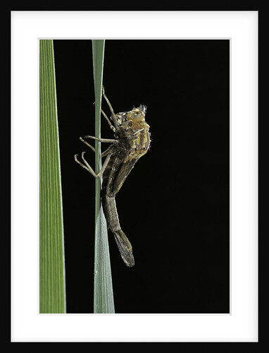 Pyrrhosoma nymphula (large red damselfly) - emerging by Anonymous