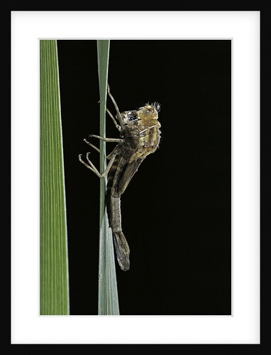 Pyrrhosoma nymphula (large red damselfly) - emerging by Anonymous