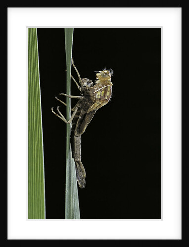 Pyrrhosoma nymphula (large red damselfly) - emerging by Anonymous