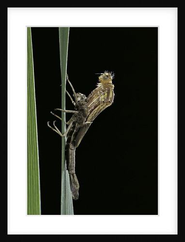 Pyrrhosoma nymphula (large red damselfly) - emerging by Anonymous