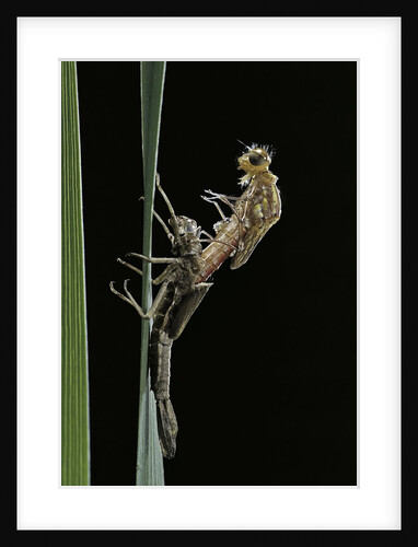 Pyrrhosoma nymphula (large red damselfly) - emerging by Anonymous