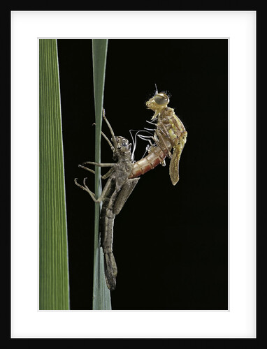 Pyrrhosoma nymphula (large red damselfly) - emerging by Anonymous