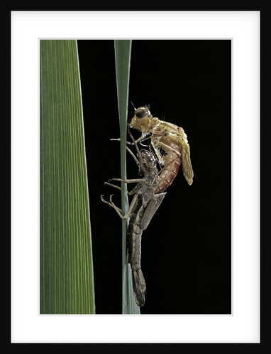 Pyrrhosoma nymphula (large red damselfly) - emerging by Anonymous