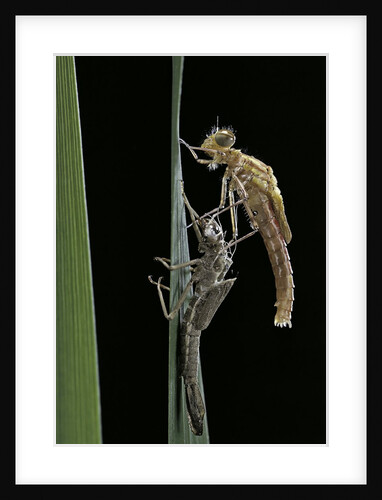 Pyrrhosoma nymphula (large red damselfly) - emerging by Anonymous