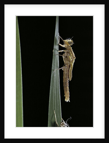 Pyrrhosoma nymphula (large red damselfly) - emerging by Anonymous