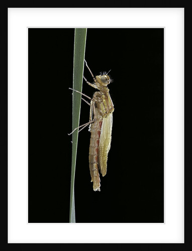 Pyrrhosoma nymphula (large red damselfly) - emerging by Anonymous