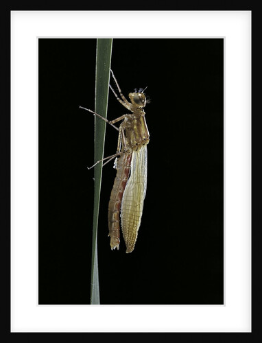 Pyrrhosoma nymphula (large red damselfly) - emerging by Anonymous