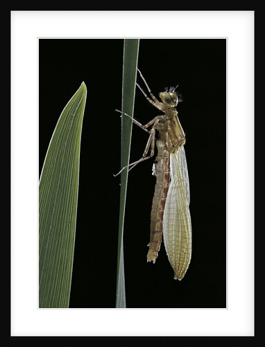 Pyrrhosoma nymphula (large red damselfly) - emerging by Anonymous