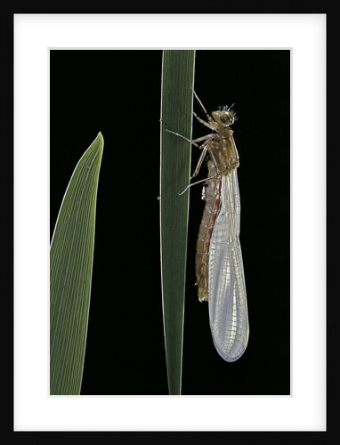 Pyrrhosoma nymphula (large red damselfly) - emerging by Anonymous