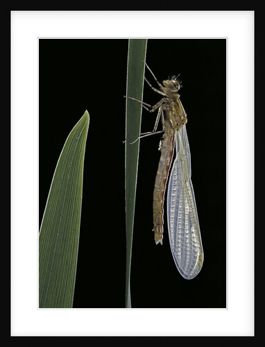 Pyrrhosoma nymphula (large red damselfly) - emerging by Anonymous