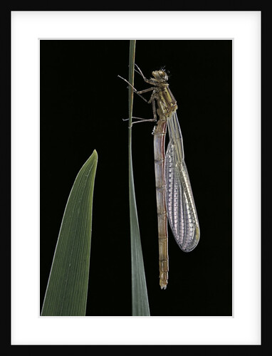 Pyrrhosoma nymphula (large red damselfly) - emerging by Anonymous