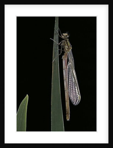 Pyrrhosoma nymphula (large red damselfly) - emerging by Anonymous