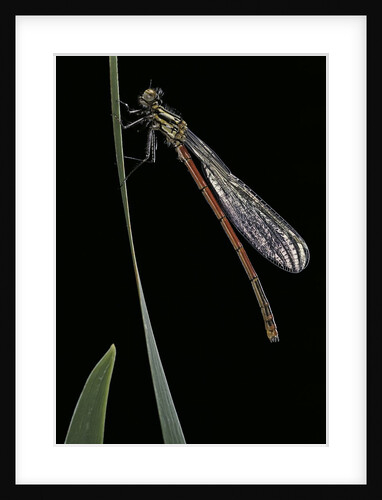 Pyrrhosoma nymphula (large red damselfly) - newly emerged by Anonymous