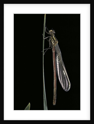 Pyrrhosoma nymphula (large red damselfly) - newly emerged by Anonymous
