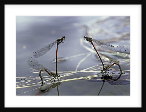 Pyrrhosoma nymphula (large red damselfly) - laying eggs in aquatic plants by Anonymous