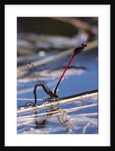Pyrrhosoma nymphula (large red damselfly) - laying eggs in aquatic plants by Anonymous